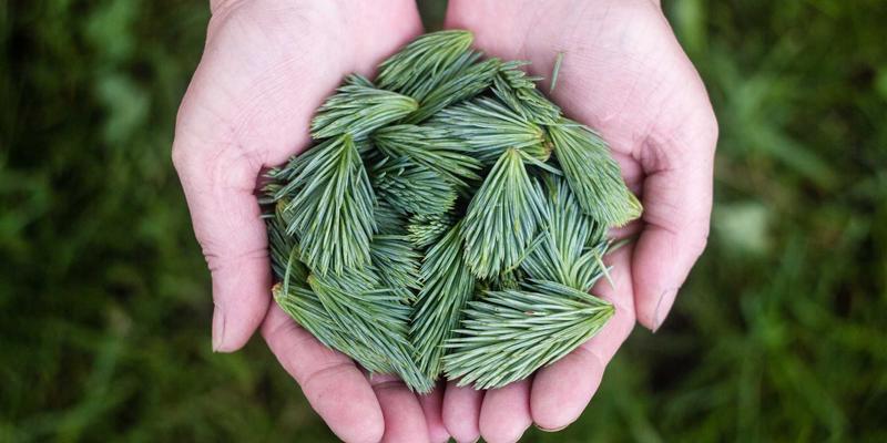 从手工到智能：河南棉花机械化采收的现状与未来趋势