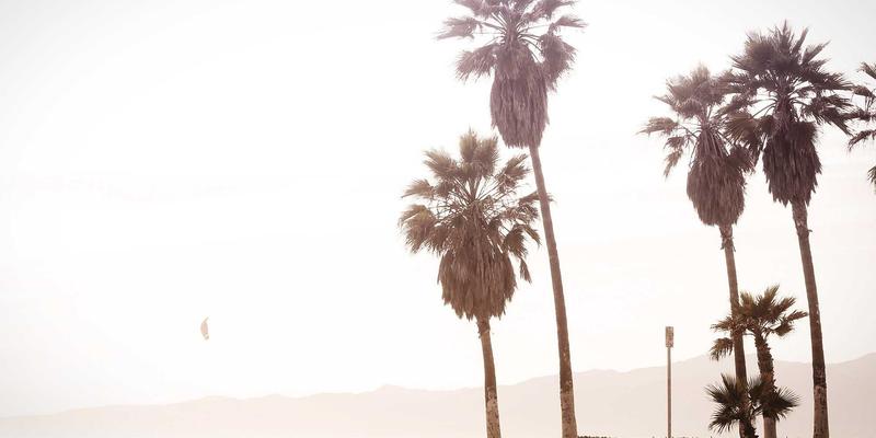 河南棉花45:豫棉商务新格局下的产业变革与市场机遇