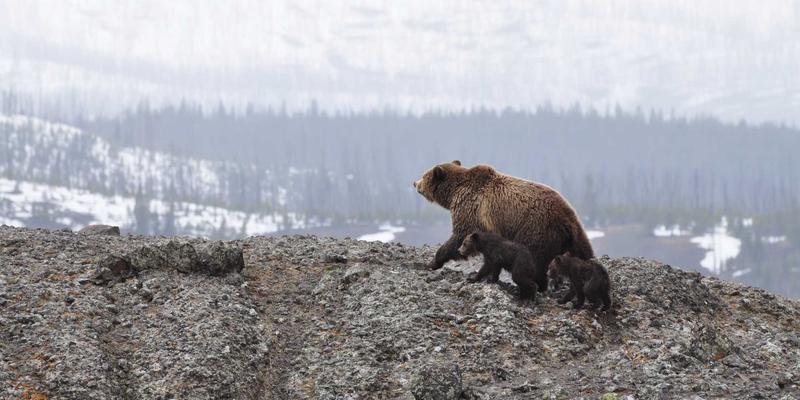 河南棉花67：中国纺织品贸易的产业基石与出口引擎
