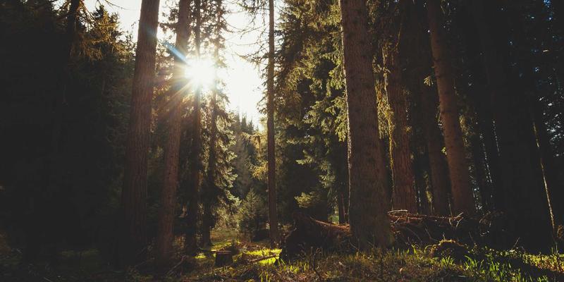 河南棉花：中国棉花市场与纺织品贸易的重要基石