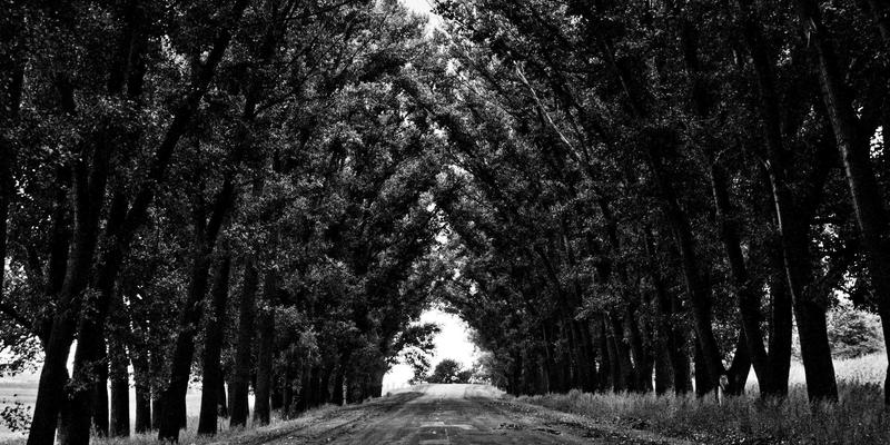 河南棉花产业变革：从季节性用工到机械化采摘的市场转型与采购新格局