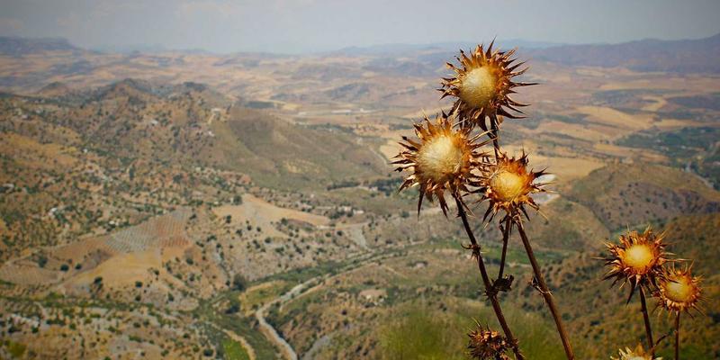河南棉花：从棉田到全球，纺织加工与贸易的崛起之路