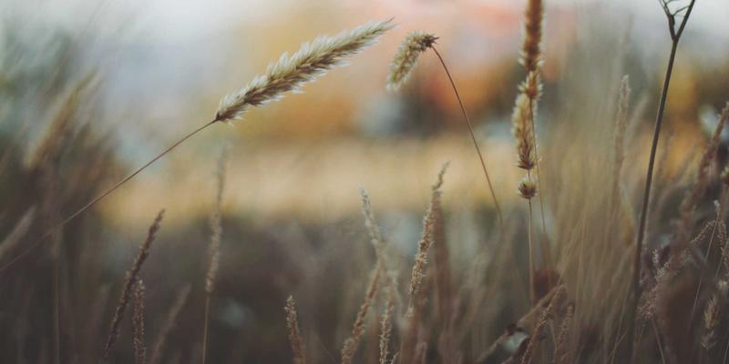 河南棉花病虫害绿色防控技术：赋能纺织品出口与豫棉商务新动能