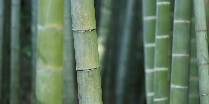 河南棉花病虫害绿色防控技术集成与推广实践：赋能纺织加工与豫棉商务高质量发展