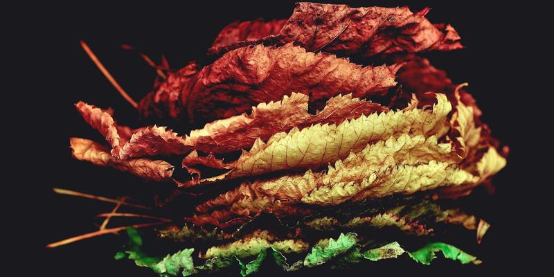 河南棉花种子市场现状与良种推广策略：赋能棉花产业升级与高效采购