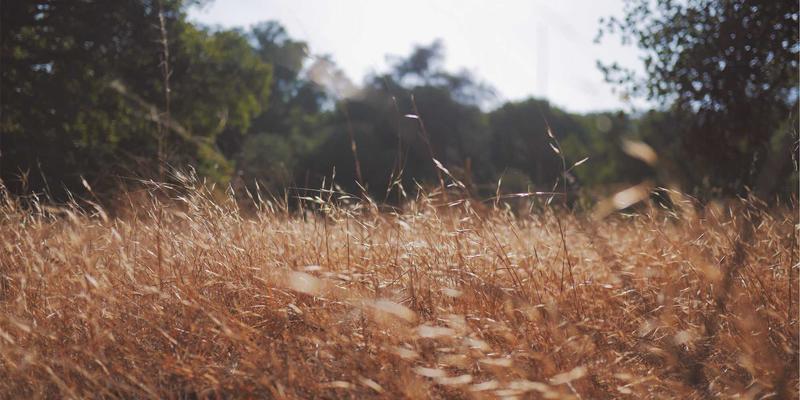 豫棉商务指南:如何高效采购与利用河南棉花资源